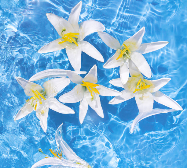 白色的百合花在蓝色透明的水中。美丽的夏日花卉构图与阳光和阴影。自然的概念。前视图。有选择性的重点图片下载