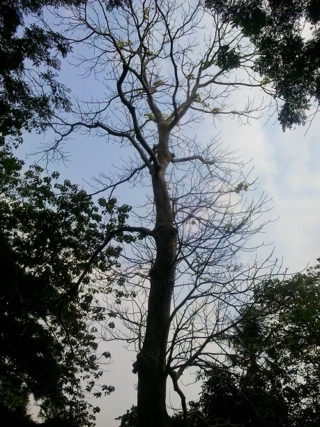树的轮廓，非常适合作为壁纸和背景图片下载