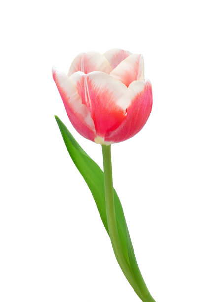 新鲜的花朵，刚剪下来的带叶子的黄色和粉色郁金香，孤立的图片下载