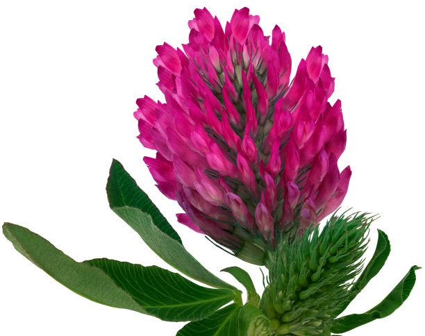 粉红色的三叶草，有绿色叶子的茎上的野花。花孤立在白色背景与修剪路径。特写镜头。大自然。图片下载