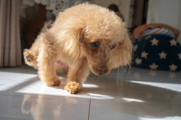 玩具贵宾犬图片下载