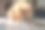 玩具贵宾犬图片下载