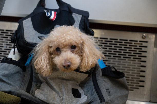 玩具贵宾犬图片下载