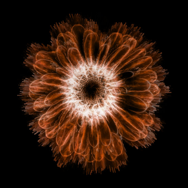 单朵完全开放的深橘色花在黑色上绽放图片下载