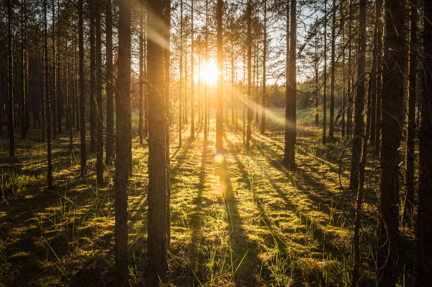 阳光穿过针叶林的树木图片下载