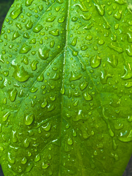 绿色的树叶图片下载