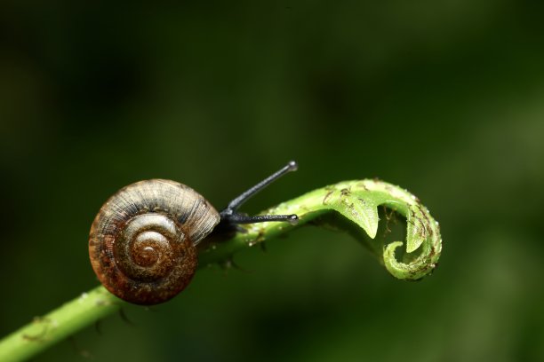 自然的绿色背景。蜗牛在绿叶上。图片下载