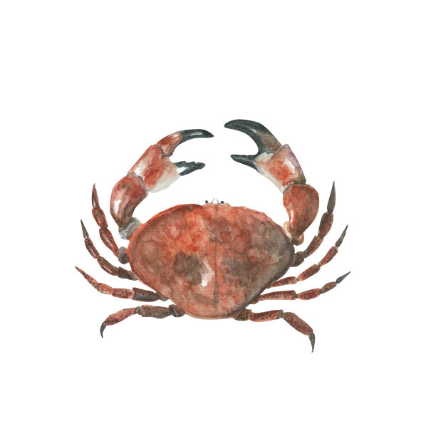 水彩插图。水彩红蟹。复古风格的插图。白色背景。新鲜的有机海鲜。海鲜，写实风格。图片下载