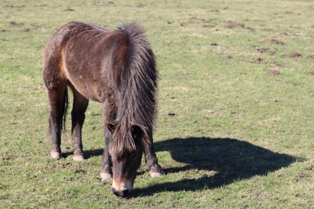 埃克斯穆尔小马在明亮的阳光下平静地吃草图片下载