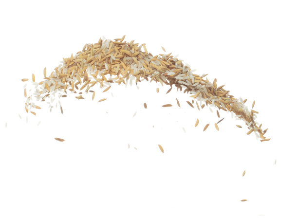 稻谷在半空中飞舞。金黄色的稻谷散落，爆炸成线团漂浮。白色背景隔离冻结运动高速快门图片下载