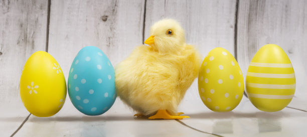 彩色的复活节彩蛋和小鸡。复活节卡片。横幅图片下载