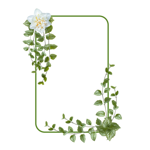 长方形插花。绿色的叶子和白色的花朵孤立在白色的背景上。节日插花。绿色树枝的边界。花的框架。副本的空间。图片下载