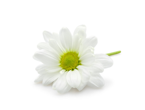 白菊孤立于白色之上图片下载