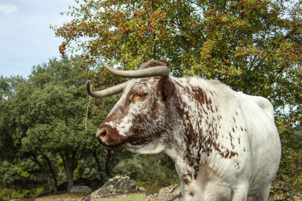 在西班牙dehesa自由放牧的奶牛图片下载
