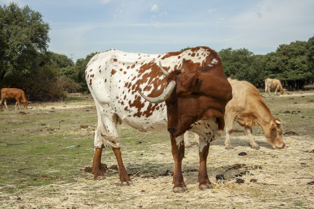 在西班牙dehesa自由放牧的奶牛图片下载