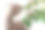 宠物和室内植物。灰色条纹家猫坐在附近的房子植物。图片用于兽医诊所，关于猫的网站，猫粮。花盆里的小猫和家里的花。动物和家里的花图片下载