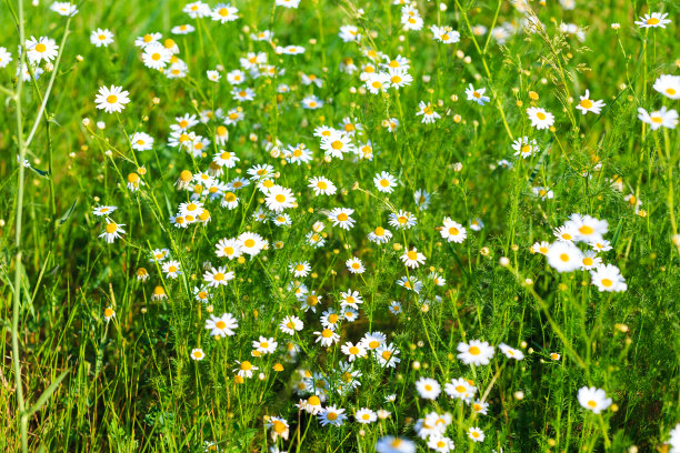 洋甘菊花田。美丽的自然景色，盛开的药用花卉。夏天的背景。图片下载