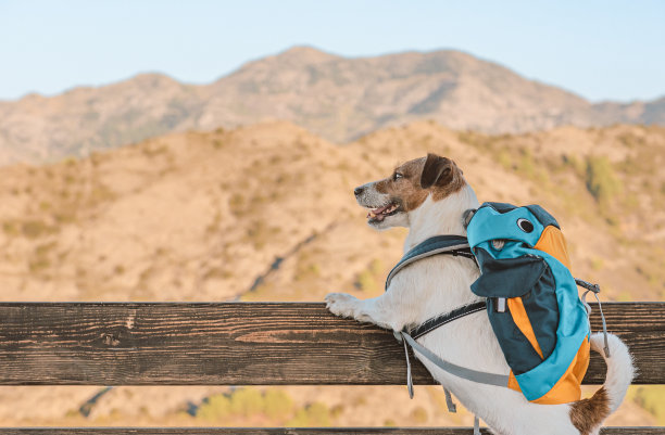 狗狗作为有趣的游客背着背包在观景台欣赏美丽的山景图片下载