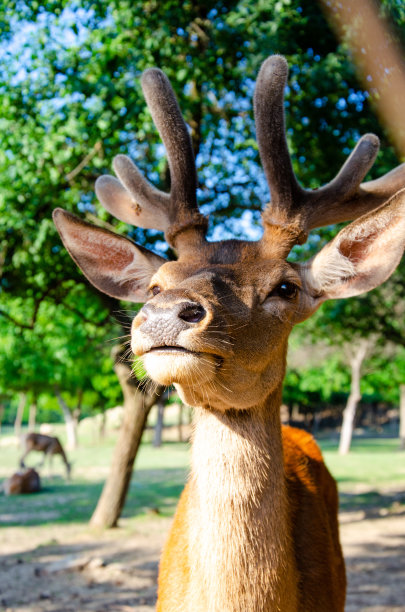 公园里小鹿的照片。野生动物。大自然中的鹿。背景是绿色的草地和森林。图片下载