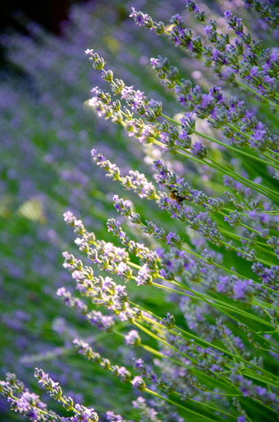 薰衣草花，盛开的紫罗兰芬芳的薰衣草花。薰衣草在晚霞中随风摇曳。薰衣草田，香水成分图片下载