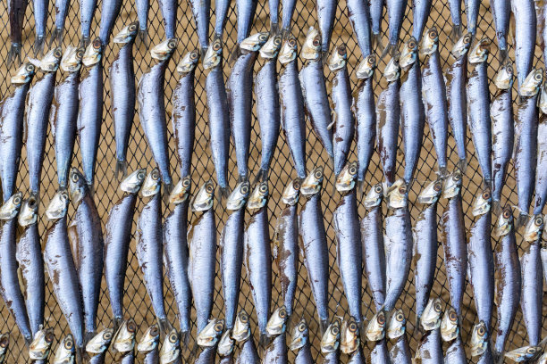剥去内脏的鱼晾干在金属网的背景上图片下载