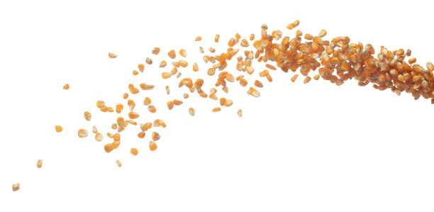 玉米干种子在空中飞舞，金色玉米种子散落，呈线条状漂浮，白色背景高速快门捕捉图片下载