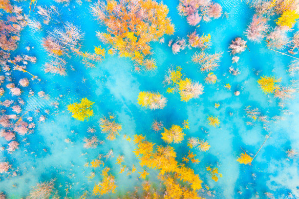 鸟瞰图。白桦林在绿松石色的水中。湖和树。秋天的自然风光。无人机拍摄的风景。前视图。山、湖、树。照片为背景和壁纸。图片下载