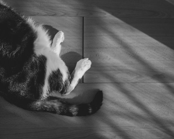 猫腿上的阳光阴影，家庭内部图片下载