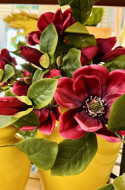 春季盆栽花卉的特写照片图片下载