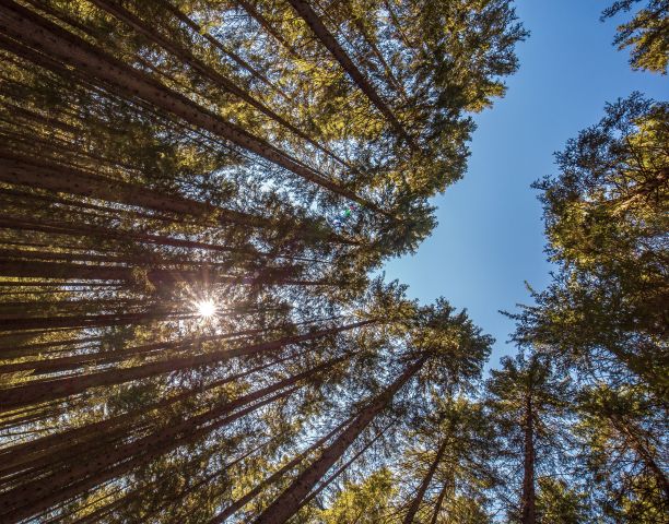 在温暖的阳光照耀下，森林里高大的树木如画的景象图片下载