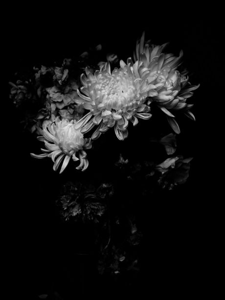 黑色背景上白色菊花的单色图像图片下载