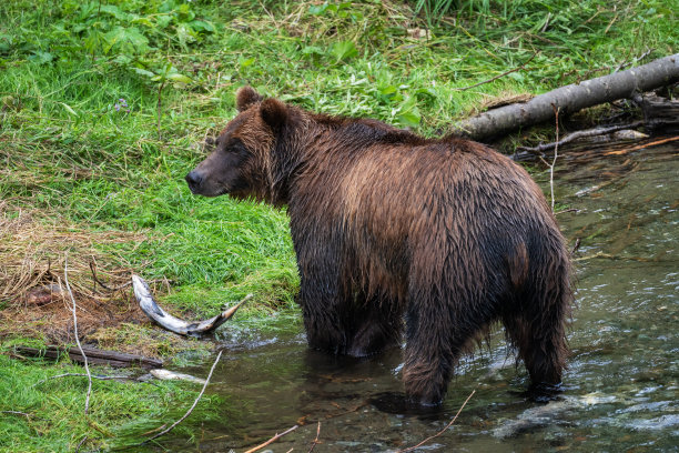 灰熊抓鲑鱼图片下载