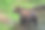 灰熊抓鲑鱼图片下载