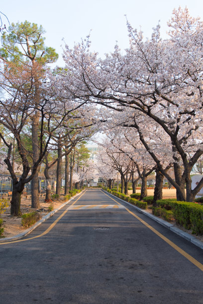 首尔的樱花和春天图片下载