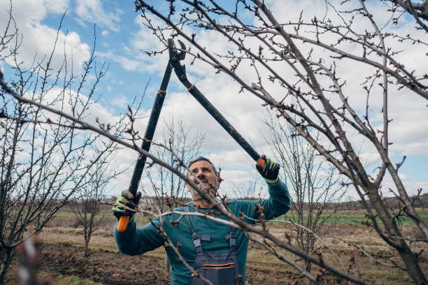 农业职业，修剪果树图片下载