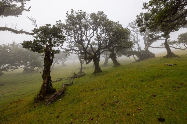 在马德拉岛的精灵森林里有一种史诗般的感觉，雾真的很浓。图片下载