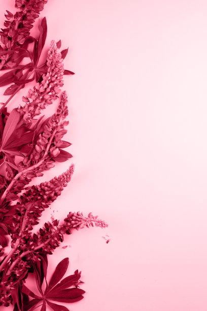 2023年流行色:品红万岁图片下载