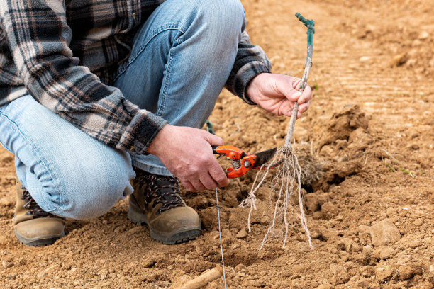 农夫在葡萄园里种植新的葡萄树。农业。图片下载