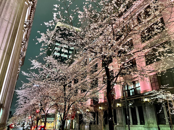 东京,樱花季。图片下载