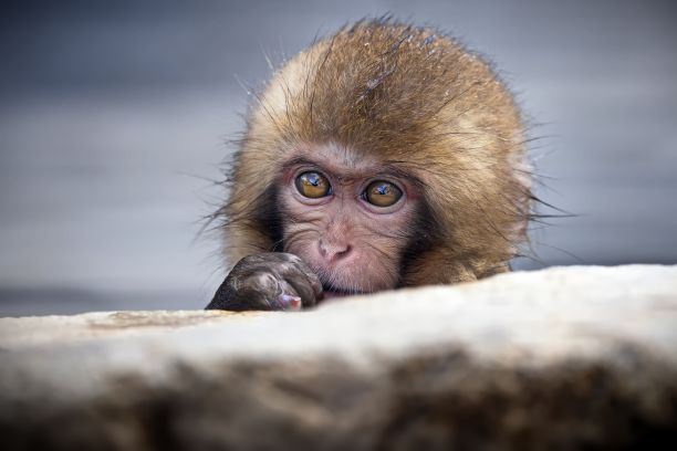 在日本的地狱谷猴子公园，雪猴宝宝栖息在雪地里，表情顽皮图片下载