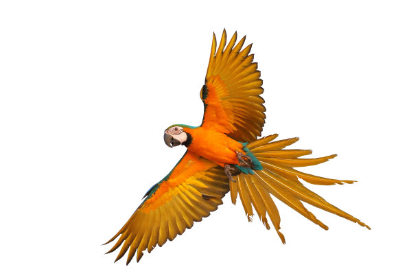 金刚鹦鹉鹦鹉图片下载