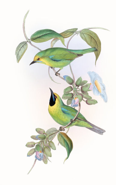 多彩的亚洲鸟类。Phyllornis Jerdonis图片下载