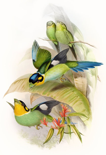 多彩的亚洲鸟类。Psarisomus Dalhouslae图片下载