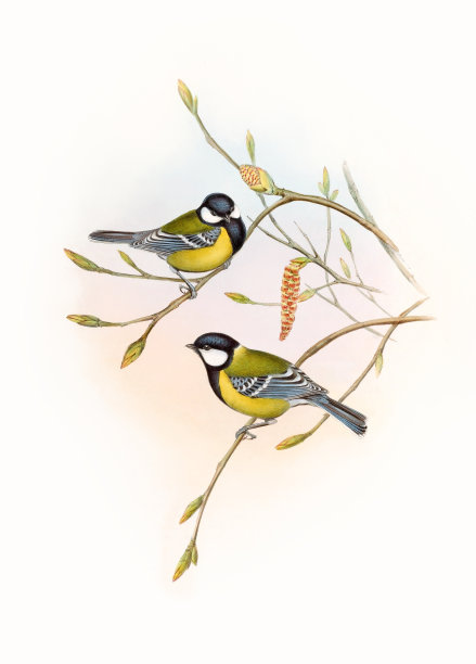 多彩的亚洲鸟类。Parus Monticolus图片下载