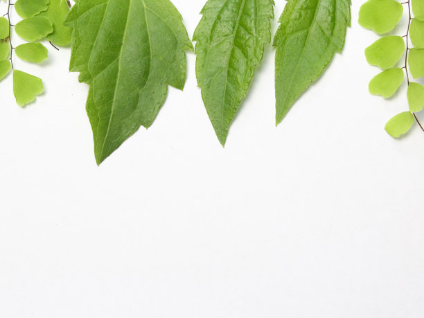 绿色的叶子孤立在白色上图片下载