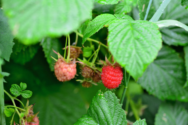一棵树莓丛，上面有一片绿叶和一颗红色的浆果，孤立在花园里，特写图片下载