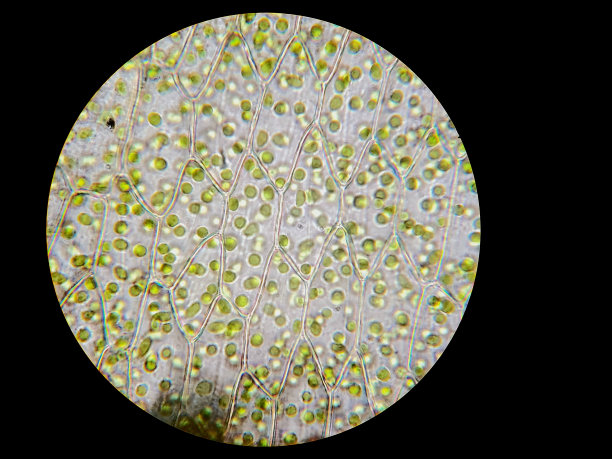 细胞结构，叶绿体视图图片下载