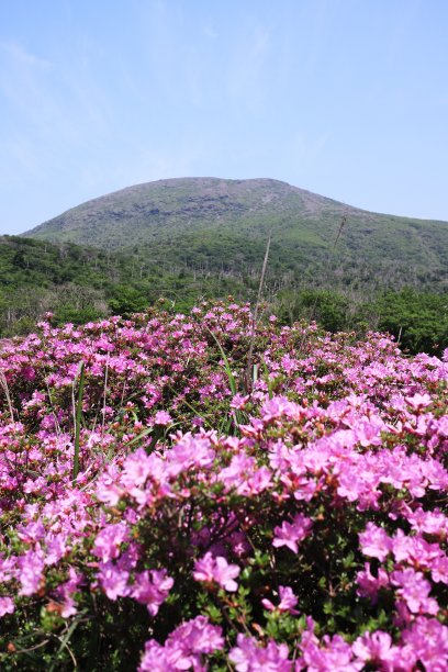 四野原宫山岛盛开的美丽山峰图片下载