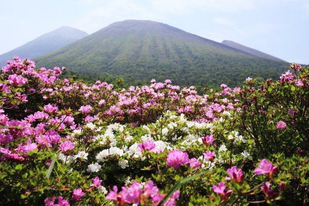 三山千岛的四国原盛开的白色和粉红色图片下载