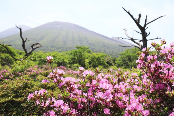 三山千岛的四国原盛开图片下载